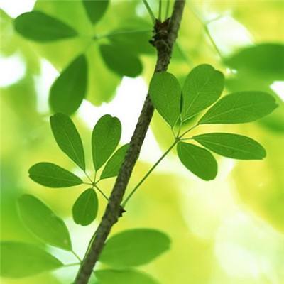 飘渺仙途游戏